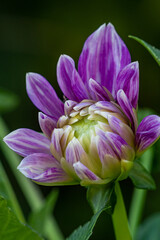 Obraz premium close up of a big purple dahlia flower blooming under the shade in the garden