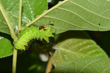 Close up of the old larvae of the green tailed silkworm moth (Bombyx Mandarina) inhabiting wild plants