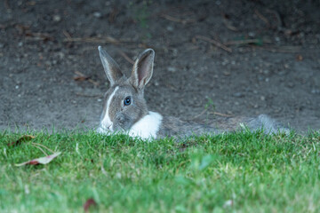 Naklejka na ściany i meble one grey rabbit with blue eyes and white chest resting on the edge of green grass field