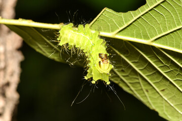 Close up of the old larvae of the green tailed silkworm moth (Bombyx Mandarina) inhabiting wild plants