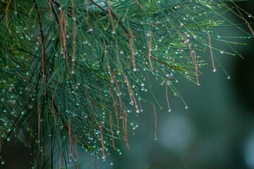 rain drops on the tree