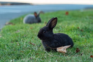 close up of a cute black bunny sitting besides a brown dry leaf on green grass field with another grey one rest on the background