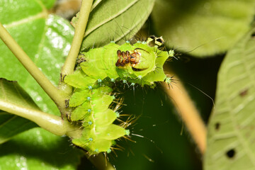 Close up of the old larvae of the green tailed silkworm moth (Bombyx Mandarina) inhabiting wild plants