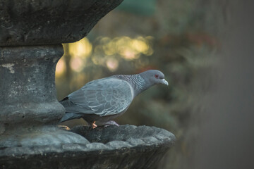 pigeon in the park