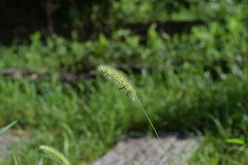 insect pollinating on grass flower in forest