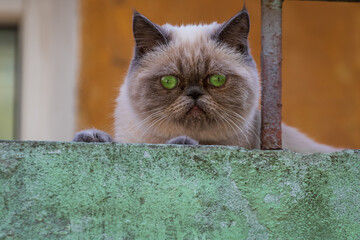 A beautiful smoky cat lies on the railing of the third floor and carefully examines the passers-by....