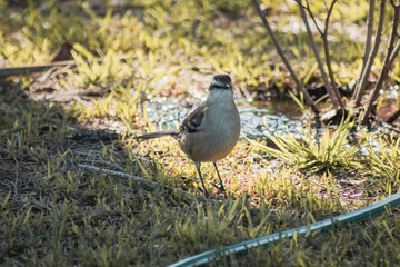 bird on the ground