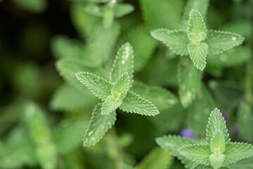 top-down view of garden field full of green mint leaves © Yi