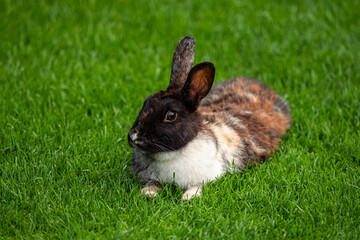 one cute rabbit with black head, white chest and brown body laying on green grass field having a rest