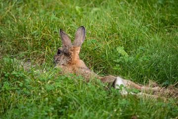 close up portrait of cute brown rabbit with black and white coloured cotton tail resting on green grass field with body stretched out