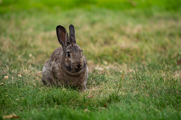 close up portrait of cute brown rabbit resting on green grass field