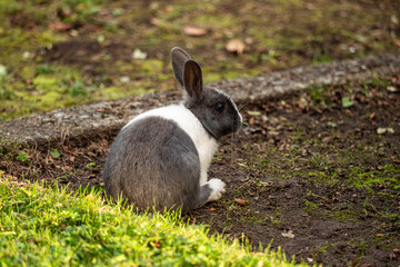 one chubby cute grey rabbit with white chest sitting on the dirt ground near the grass field in the park