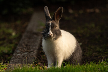 one cute grey rabbit with white chest sitting on green grass field staring at you near sunset