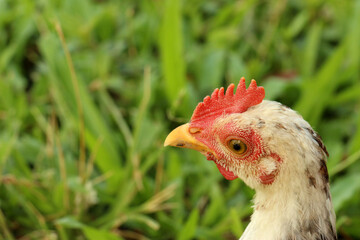 chicken, hen, chickens, animal, head, cock fight, fighting, jungle fowl, fowl, jungle, village, feeding, life, 