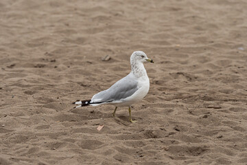 one black tailed seagull walking around on sandy beach 
