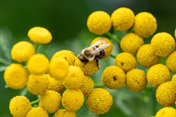 close up of a bee pollinating on top of bunch beautiful ball-shaped yellow tansy flowers