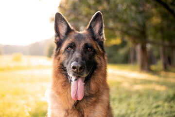 German shepherd dog sitting  on grass portrait
