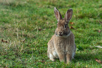 portrait of a cute brown bunny sitting on green grass field