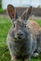 close up of a chubby cute brown rabbit sitting on the grass looking at you
