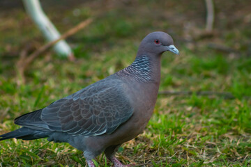 pigeon in the park