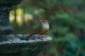 Obraz premium robin on a branch