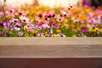 Cosmos flower background wooden table

