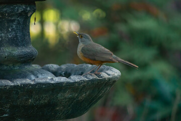 bird on a stone