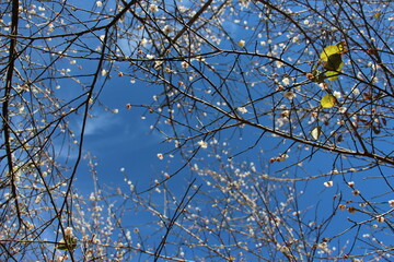 Beautiful garden in winter season, Thailand.