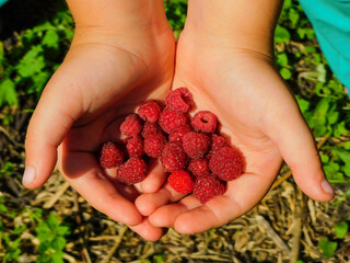 
Ripe fresh raspberries lie in children's palms