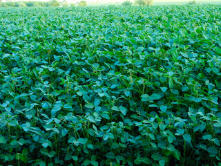 Background: soybean field. Agriculture and agronomy