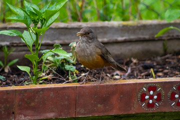 robin on the fence