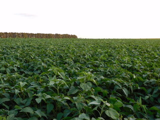 
Farming: a field of ripening soybeans against a clear sky