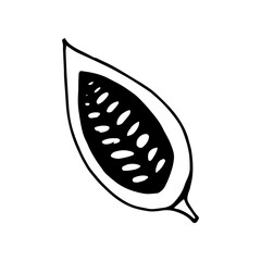 cocoa bean half hand drawn vector doodle. single element for design icon, label, menu, sticker. food, plant