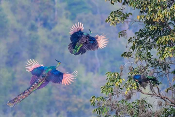  A male peacock follows a female peacock flying up to the tree. © sunti