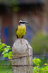 bird on a branch