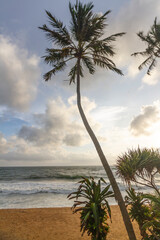 Palm trees on the waters edge, Colombo, Sri Lanka