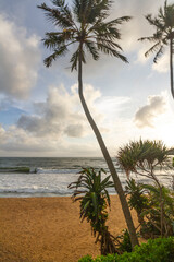 Palm trees on the waters edge, Colombo, Sri Lanka