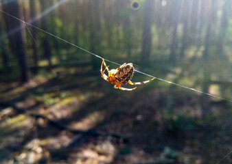 The spider moves along the spider web he created.
Predatory insect. The victim is caught in the web...