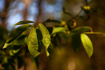insects have attacked green leaves and made holes in them