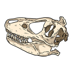 Trex fossilized skull hand drawn comic style image. Carnivorous reptile dinosaur fossil illustration drawing. Vector stock outline silhouette © Olga