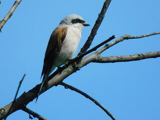 Fauna: wild bird Zhulan vulgaris sits on a dry branch of a tree against a blue sky