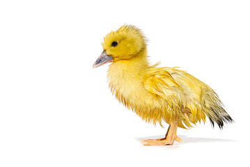 NewBorn little Cute yellow wet duckling isolated on white.