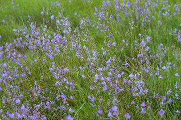 Obraz na płótnie Canvas field of purple flowers