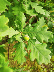 Oak can also be small and defenseless, like its little acorn.