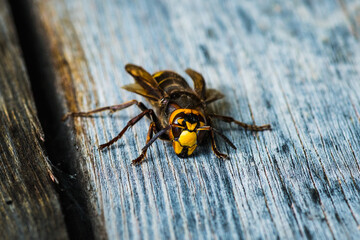 Close-up shot of big hornet that is held on a wooden plank in a strong wind. Selective focus. Shallow depth of field. Macro shot.