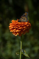 Visite dans un champs de fleurs