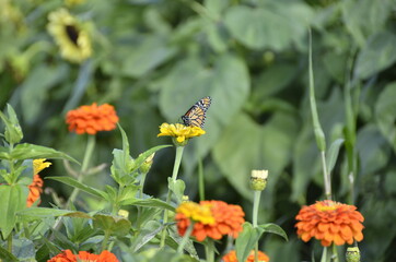 Visite dans un champs de fleurs