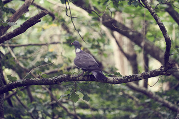 Tourterelle posée dans les arbres .
