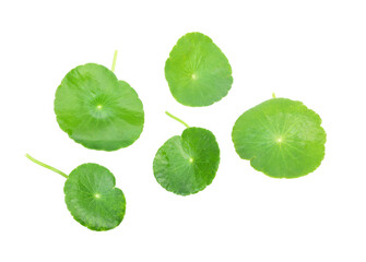 Fototapeta na wymiar asiatic leaf isolated on white background