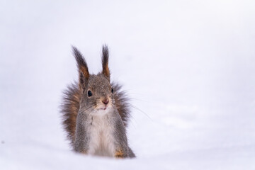 Naklejka na ściany i meble The squirrel funny sits on pure white snow. Portrait of a squirrel